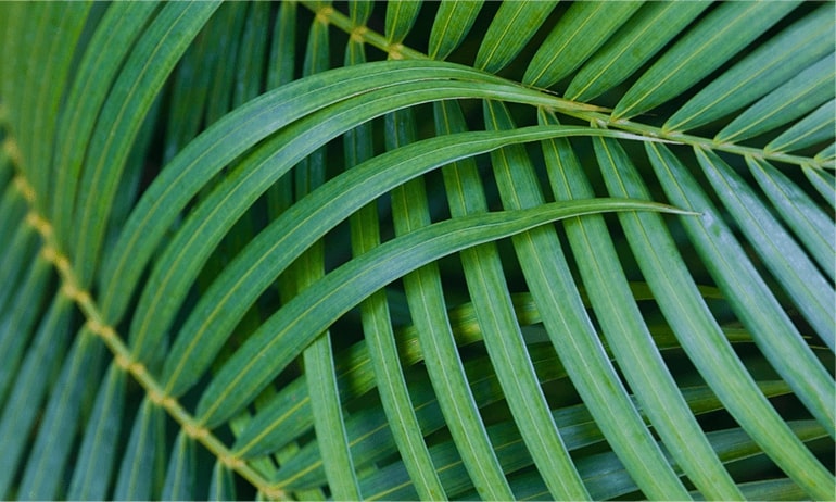Big green leaves Big green leaves_alt