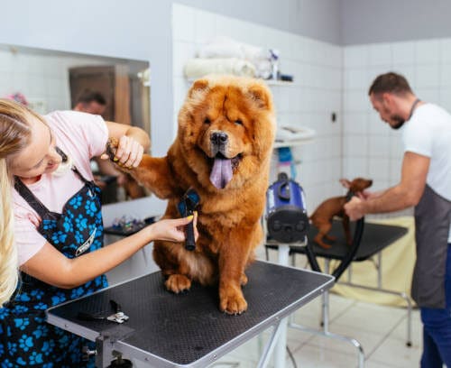 Pet Grooming Salon