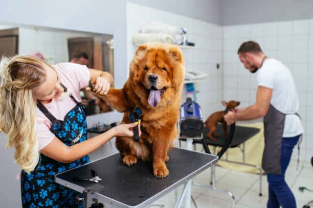 dog at grooming salon Pet Grooming Salon