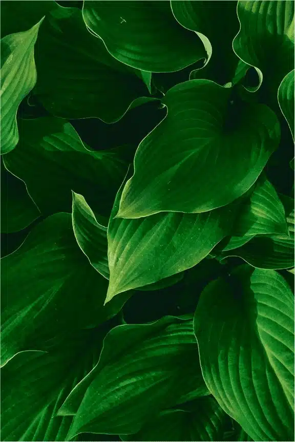 Green leaves