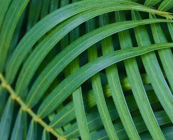 Big green leaves