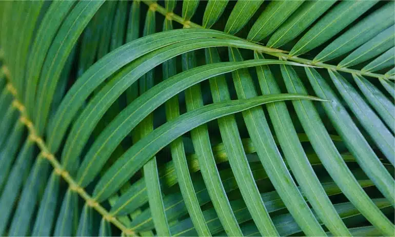Big green leaves