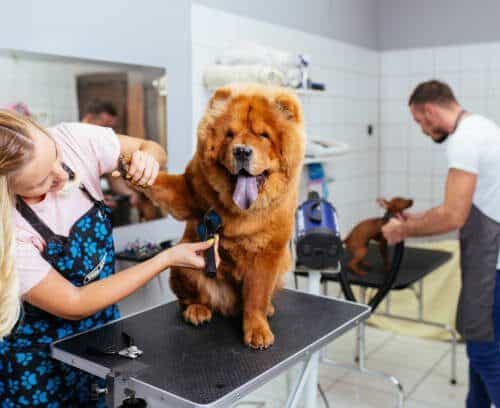 dog at grooming salon Pet Grooming Salon